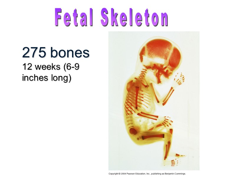 275 bones 12 weeks (6-9 inches long)  Fetal Skeleton